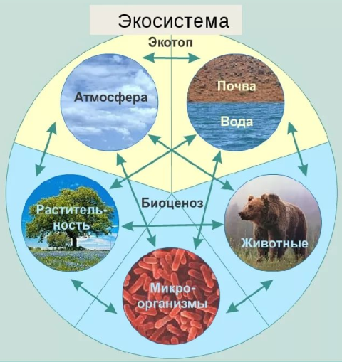 Структура биогеоценоза. Автор24 — интернет-биржа студенческих работ