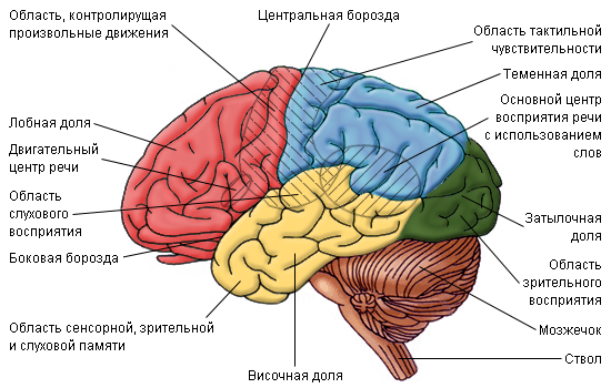 Большие полушария головного мозга. Автор24 — интернет-биржа студенческих работ