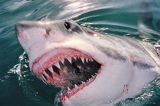 Белая акула. Автор24 — интернет-биржа заказчиков и авторов