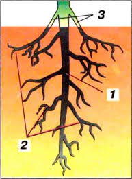 1 - главный корень; 2 - боковые корни; 3 - придаточные корни