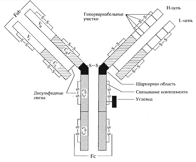 Схема строения иммуноглобулина. Автор24 — интернет-биржа студенческих работ