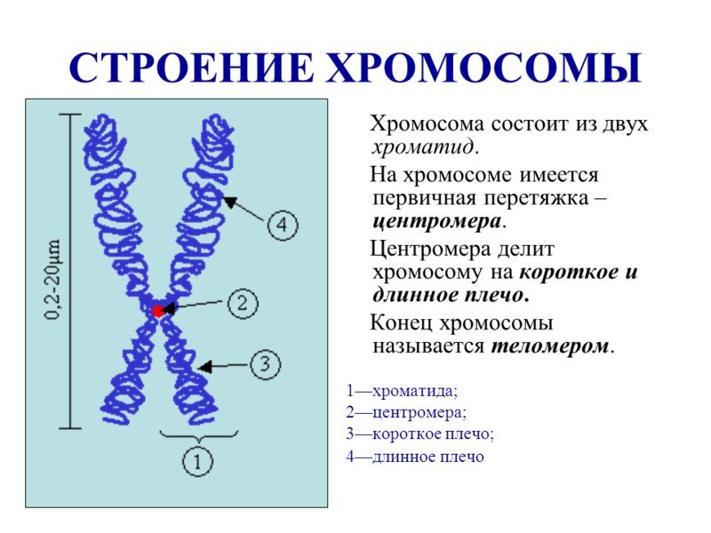 Строение хромосомы. Автор24 — интернет-биржа студенческих работ