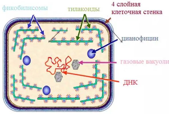 Схема строения клетки цианопрокариот. Автор24 — интернет-биржа студенческих работ