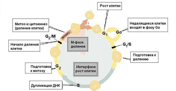 Реферат: Клеточный цикл эукариот