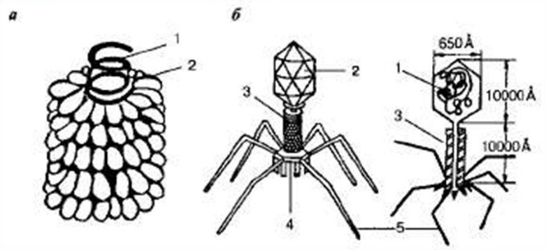 Схема строения вируса (а) и бактериофага (б); 1- нуклеиновая кислота; 2 - белковая оболочка; 3 - полый стержень; 4 - базальная пластинка; 5 - отростки (нити). Автор24 — интернет-биржа студенческих работ