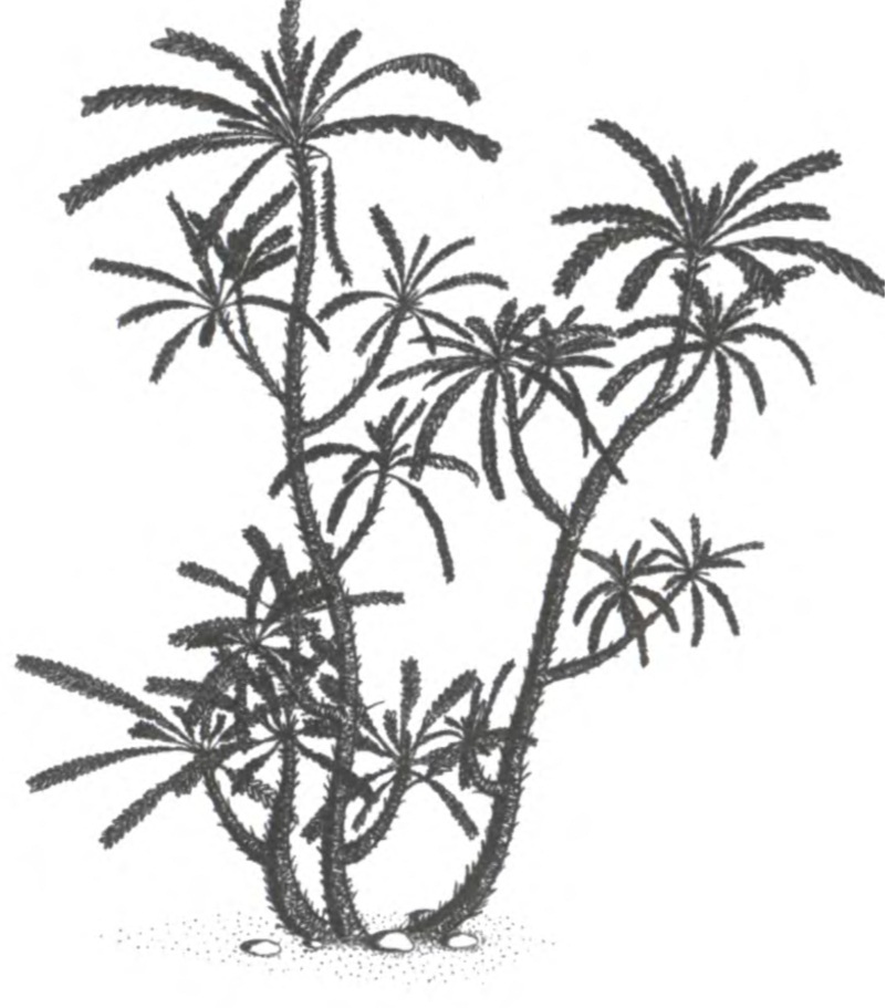 Класс бенеттиты. Один из видов рода Williamsonia (вильямсония). Юрский период