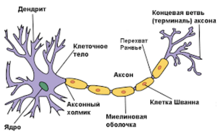 Нейрон, функциональные свойства нейронов. Автор24 — интернет-биржа заказчиков и авторов