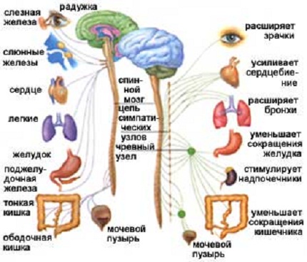 Спинномозговые нервы. Вегетативная нервная система. Автор24 — интернет-биржа заказчиков и авторов