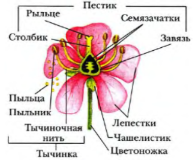 Цветок Биология 6 Класс Контрольная Работа
