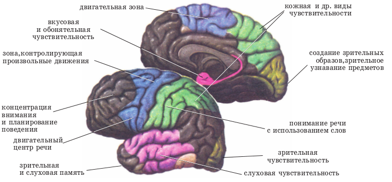 Большие полушария головного мозга. Автор24 — интернет-биржа студенческих работ