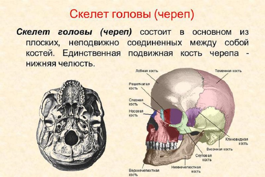 Реферат: Особенности развития скелета верхних конечностей