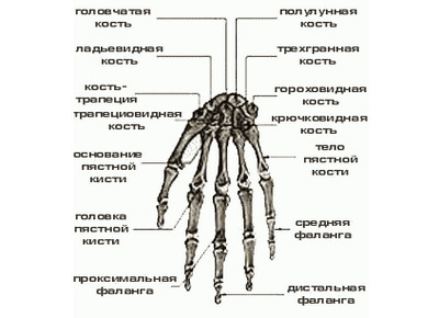 Скелет верхних конечностей. Автор24 — интернет-биржа студенческих работ