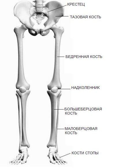 Реферат: Особенности развития скелета верхних конечностей