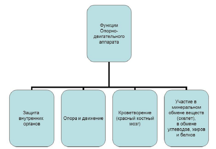 План опорная схема пример