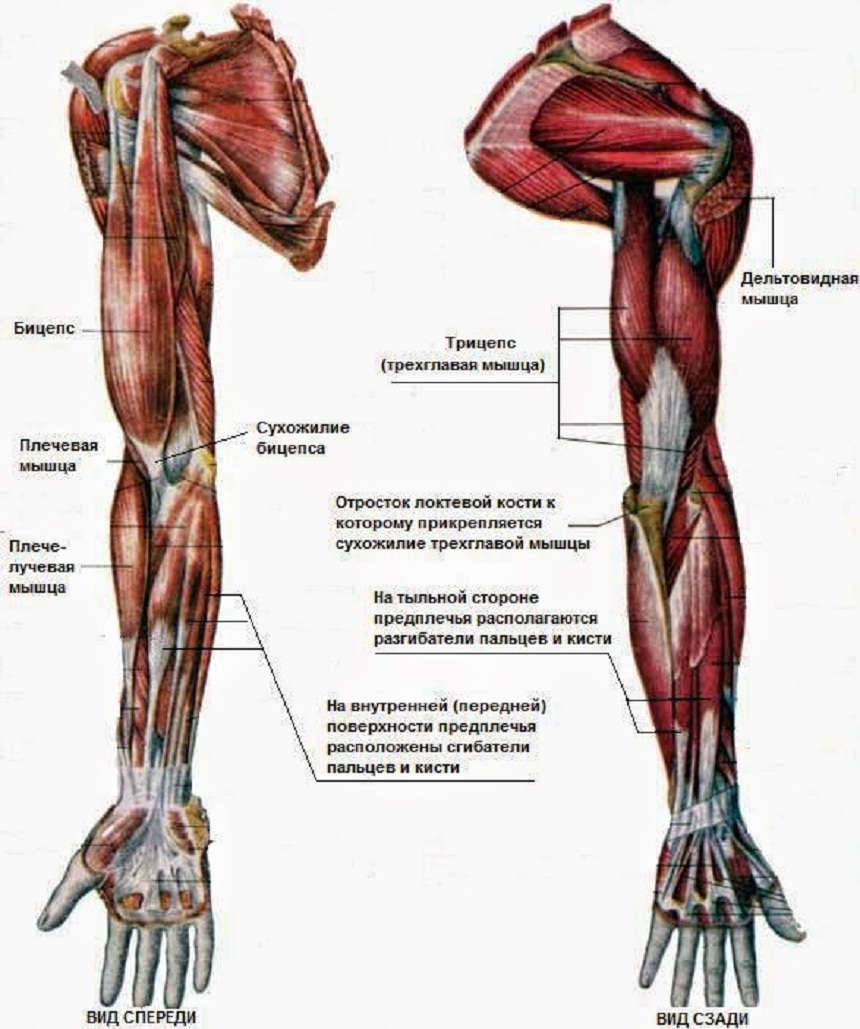Мышцы верхних конечностей. Автор24 — интернет-биржа студенческих работ
