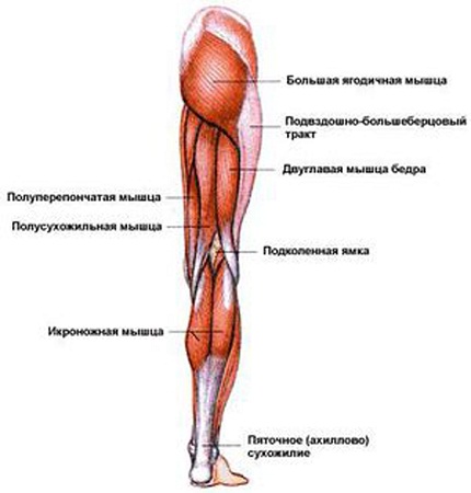 Мышцы нижних конечностей. Автор24 — интернет-биржа студенческих работ