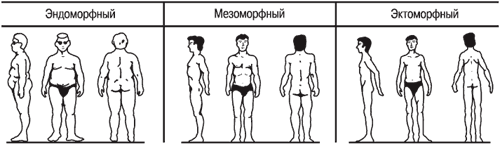 Типы телосложения (по У. Шелдону)