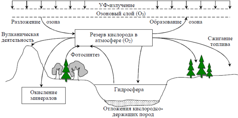 Круговорот кислорода процессы. Круговорот кислорода в природе 5 класс. Круговорот кислорода в природе схема. Составление схем круговорота кислорода. Круговорот кислорода в биосфере схема.
