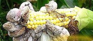 Головня кукурузы