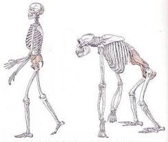 Особенности скелета верхних и нижних конечностей. Автор24 — интернет-биржа студенческих работ
