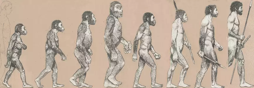 Эволюции Человека Реферат