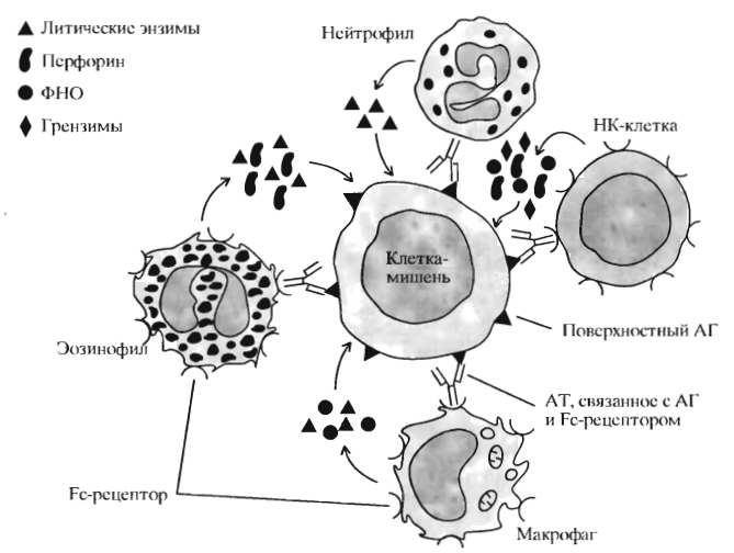 Антитело-зависимая клеточная цитотоксичность. Автор24 — интернет-биржа студенческих работ