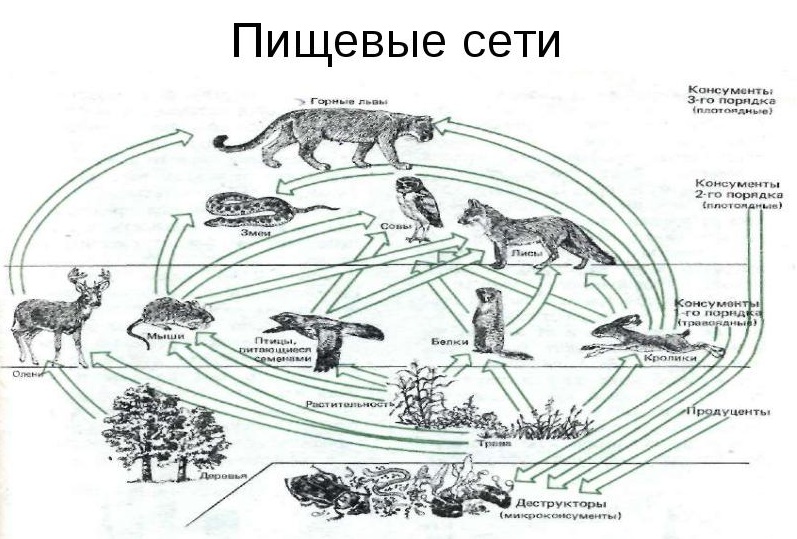 Чем отличается пищевая сеть от пищевой сети. Схема трофической цепи. Пищевая сеть это в биологии 9 класс. Пищевая сеть 5 класс биология. Схема трофической сети.