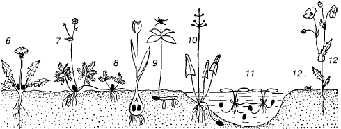 Жизненные формы растений (по К. Раенкиеру) 1-3 — фанерофиты; 4-5 — хамефиты; 6-7 — гемикриптофиты; 8-11 — криптофиты; 12 — терофиты; 12а — семя с зародышем.