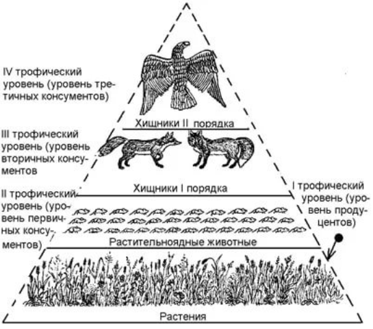 Экологическая пирамида. Автор24 — интернет-биржа студенческих работ