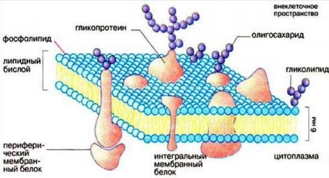 Строение цитоплазматической мембраны